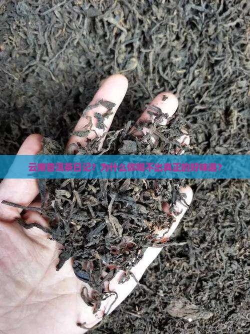 云南普洱茶日记