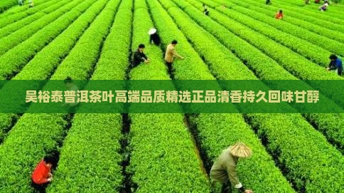 吴裕泰普洱茶叶