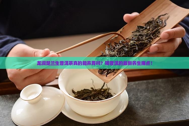 龙润楚兰生普洱茶