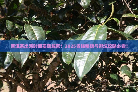 普洱茶出汤的时间
