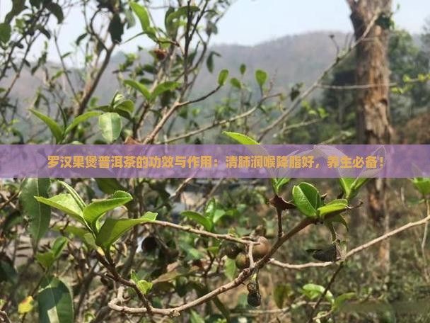 罗汉果煲普洱茶的功效与作用