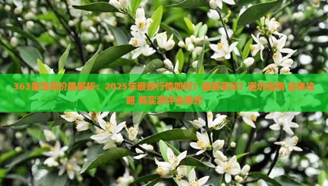 363普洱茶价格