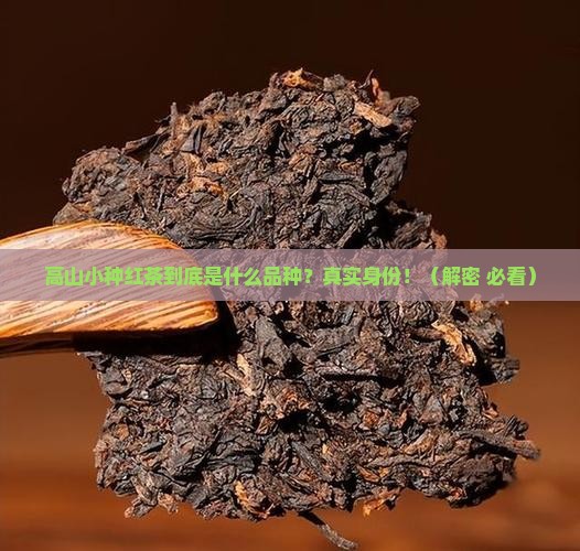高山小种红茶是哪个品种