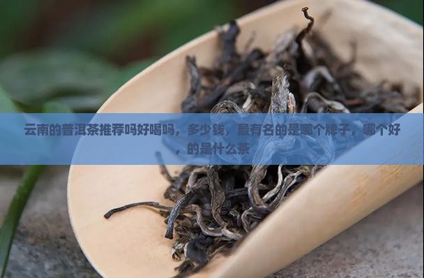 云南的普洱茶推荐吗好喝吗