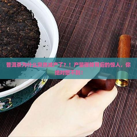 普洱茶为什么突然减产了