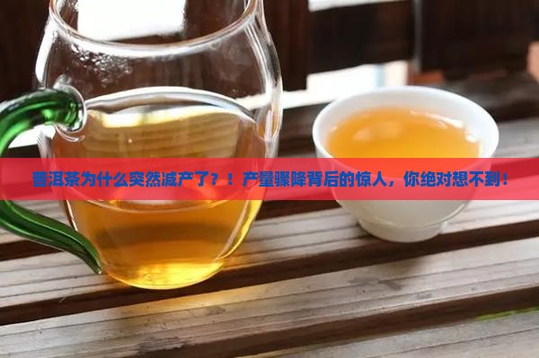 普洱茶为什么突然减产了