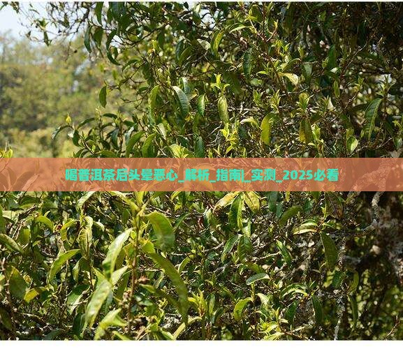喝普洱茶后头晕恶心