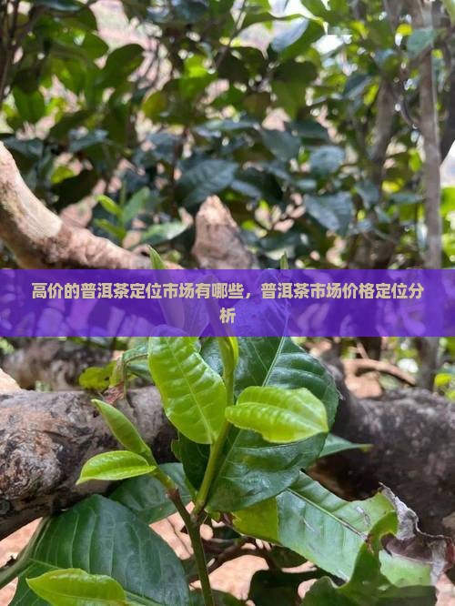 高价的普洱茶定位市场