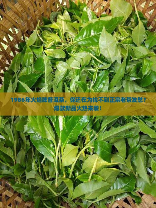 1986年火焰牌普洱茶