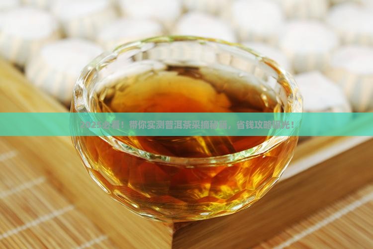 带你看普洱茶采摘