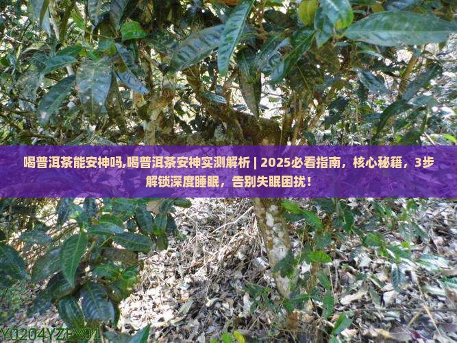 喝普洱茶能安神吗
