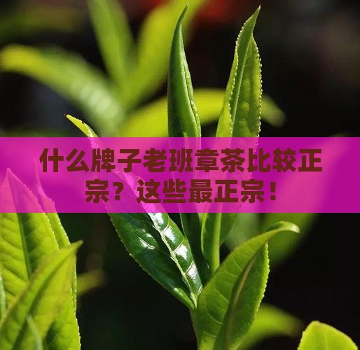 什么牌子老班章茶比较正宗