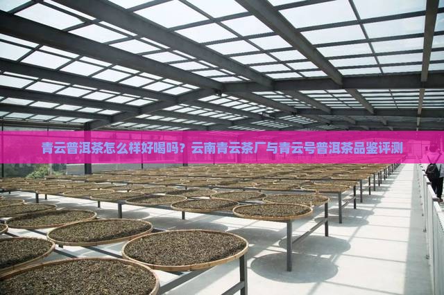 青云普洱茶怎么样