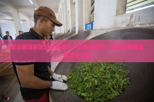 青云普洱茶怎么样
