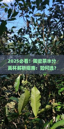 陶瓷茶水分离杯品牌