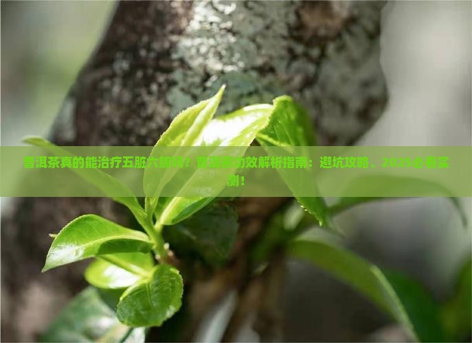 普洱茶治疗五脏六腑吗