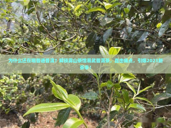 雾山茶馆易武普洱茶