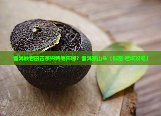 普洱最老的古茶树普洱茶哪个山头