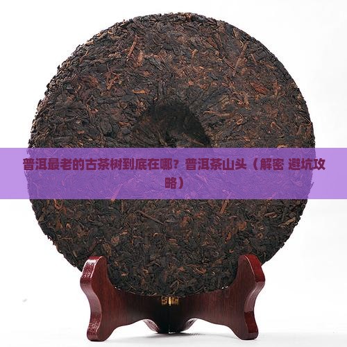 普洱最老的古茶树普洱茶哪个山头