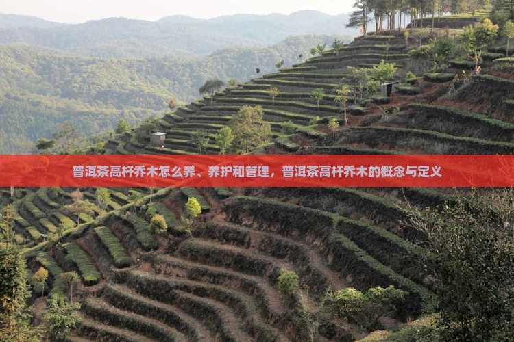 普洱茶高杆乔木怎么养