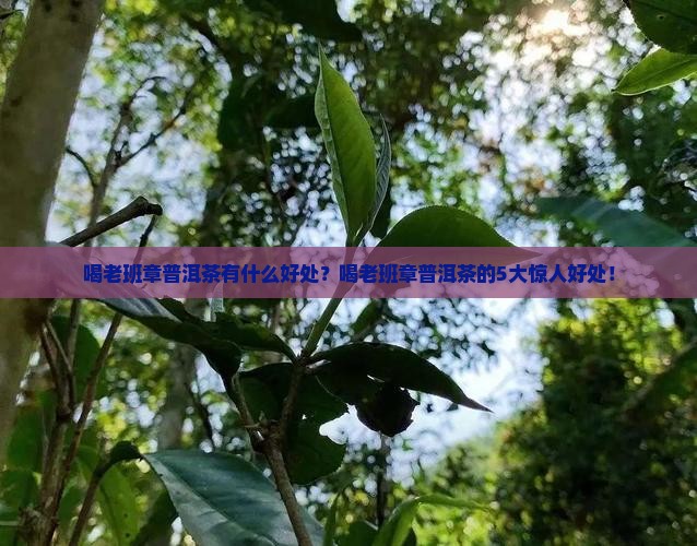 喝老班章普洱茶有什么好处