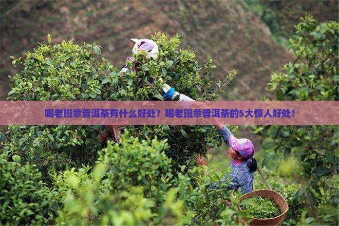 喝老班章普洱茶有什么好处