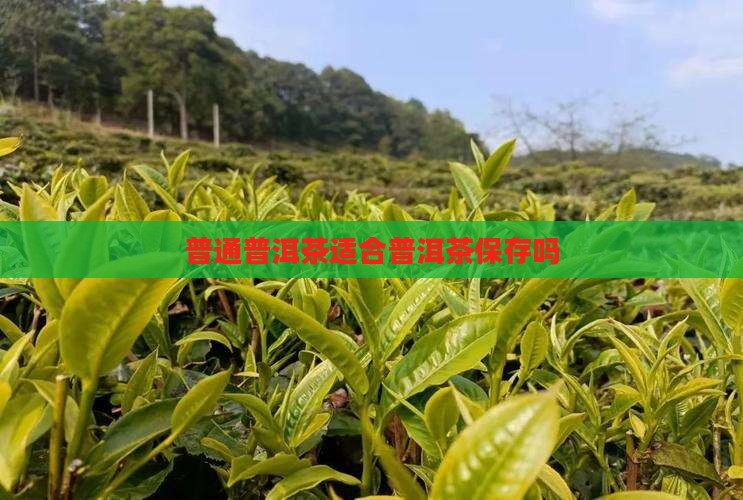 普通普洱茶适合保存吗