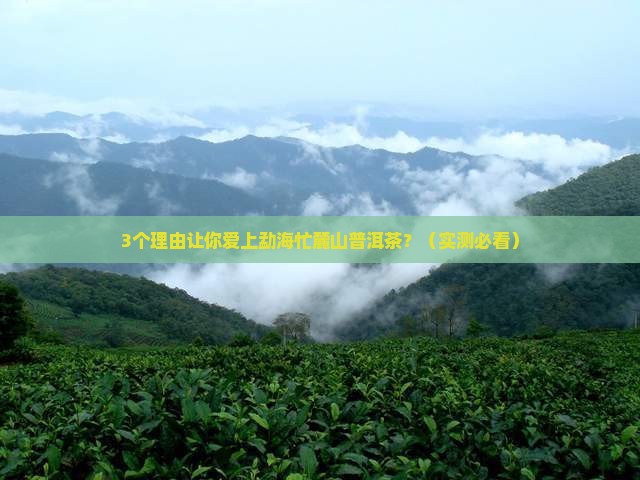 勐海忙麓山普洱茶