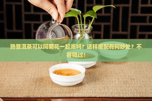 熟普洱茶可以同菊花一起泡吗