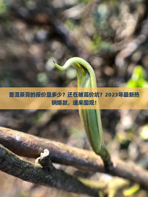 普洱茶膏的报价