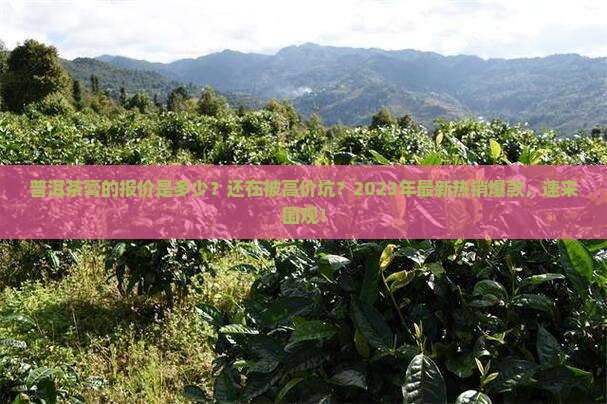 普洱茶膏的报价