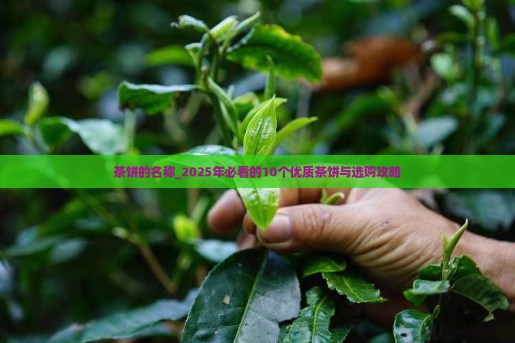 茶饼的品牌名称