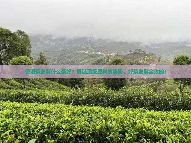 普洱茶发酵什么茶好