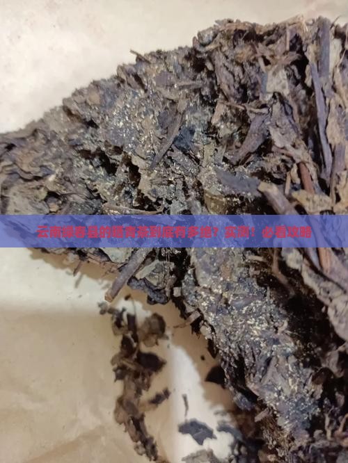 云南绿春县的晒青茶怎么样