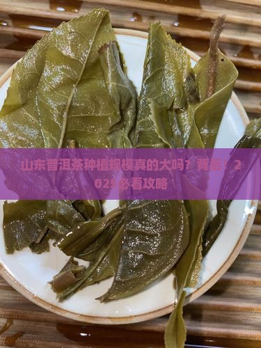 普洱茶种植规模大吗山东