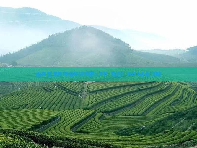 普洱茶种植规模大吗山东