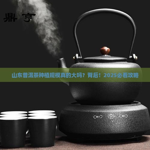 普洱茶种植规模大吗山东