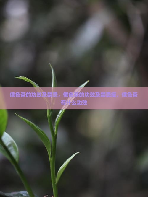 俄色茶的功效及禁忌