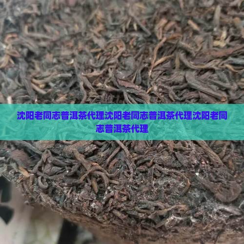 沈阳老同志普洱茶代理