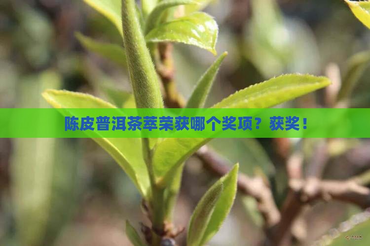 陈皮普洱茶萃荣获哪个奖项