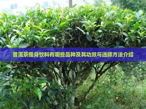 普洱茶瘦身饮料有哪些品种