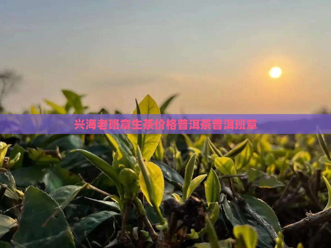 2014兴海老班章生饼