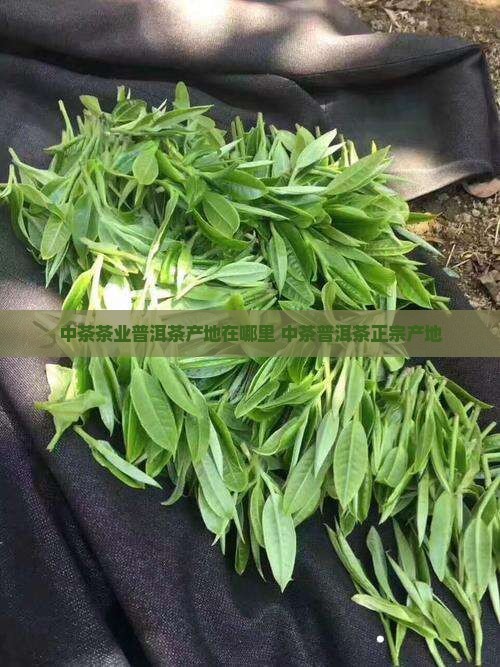 中茶茶业普洱茶产地在哪里