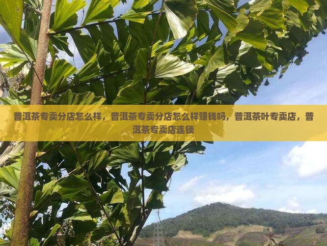 普洱茶专卖分店怎么样