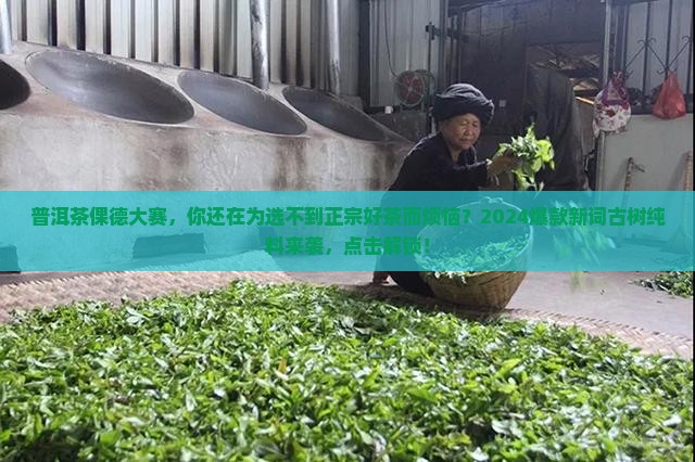 普洱茶倮德大赛