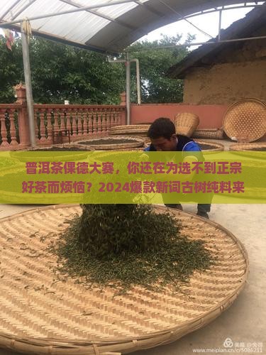 普洱茶倮德大赛