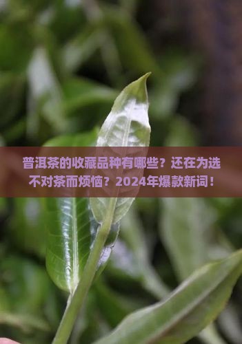 普洱茶的购买藏品种有