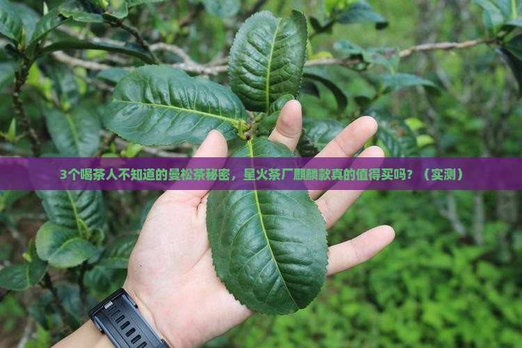 星火茶厂麒麟曼松普洱茶