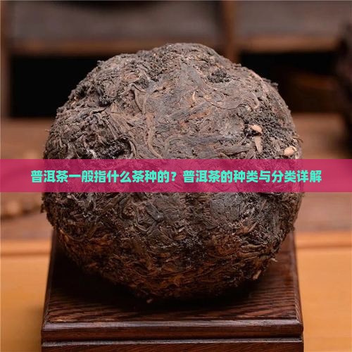 普洱茶一般指什么茶种的
