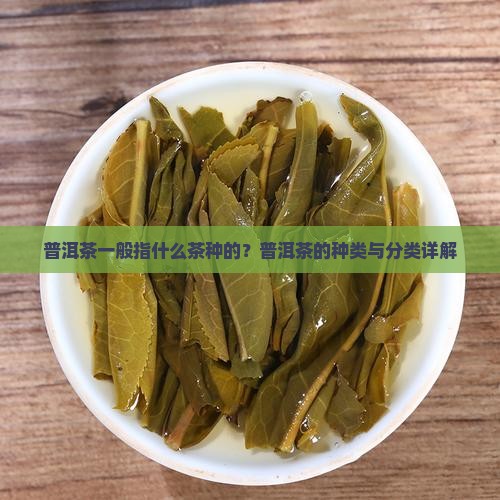 普洱茶一般指什么茶种的